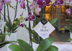 One of their topmodels, Education. A nice Phaleanopsis grown in potsize 12. With flowers of 8 cm a real beauty.